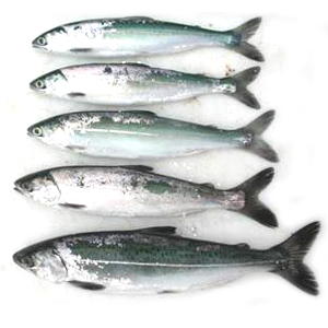 Zalm Wild (Alaska)